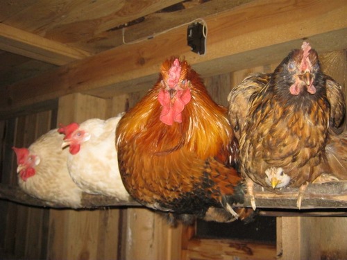 Обратите внимание: под курицей сидит цыплёнок